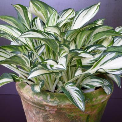 Hosta 'Fireworks'